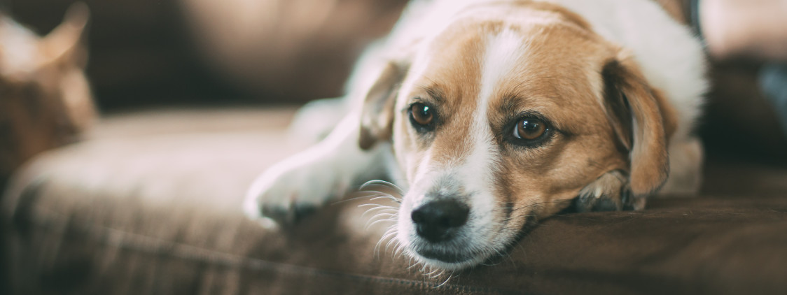 Parwowiroza u psów – groźne choroby u zwierząt