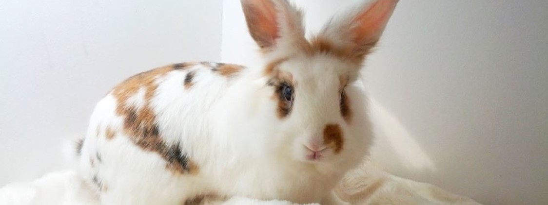 Adopcja królika – Stowarzyszenie Pomocy Królikom
