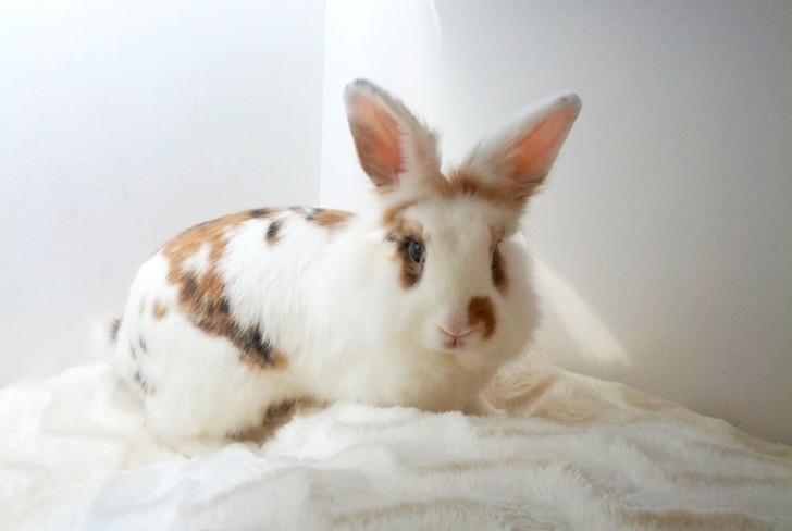 Adopcja królika – Stowarzyszenie Pomocy Królikom