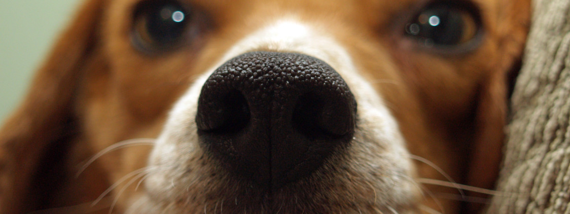 Zerwanie przedniego więzadła krzyżowego u psa rasy beagle