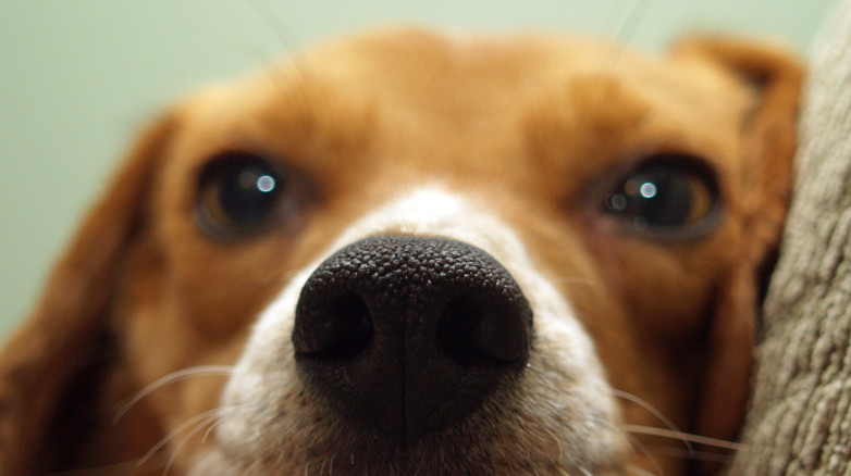 Zerwanie przedniego więzadła krzyżowego u psa rasy beagle