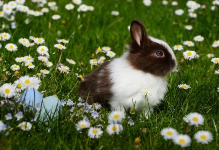 Żywienie i pielęgnacja królików – Stowarzyszenie Pomocy Królikom
