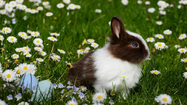 Żywienie i pielęgnacja królików – Stowarzyszenie Pomocy Królikom