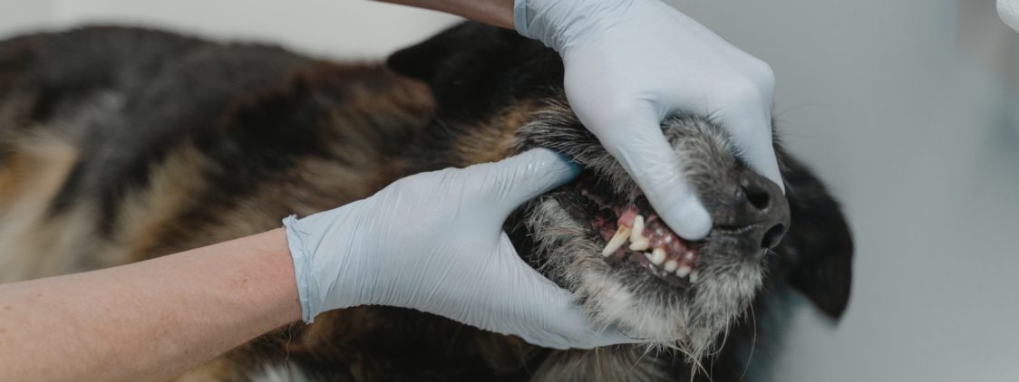 Profilaktyka stomatologiczna u psów i kotów